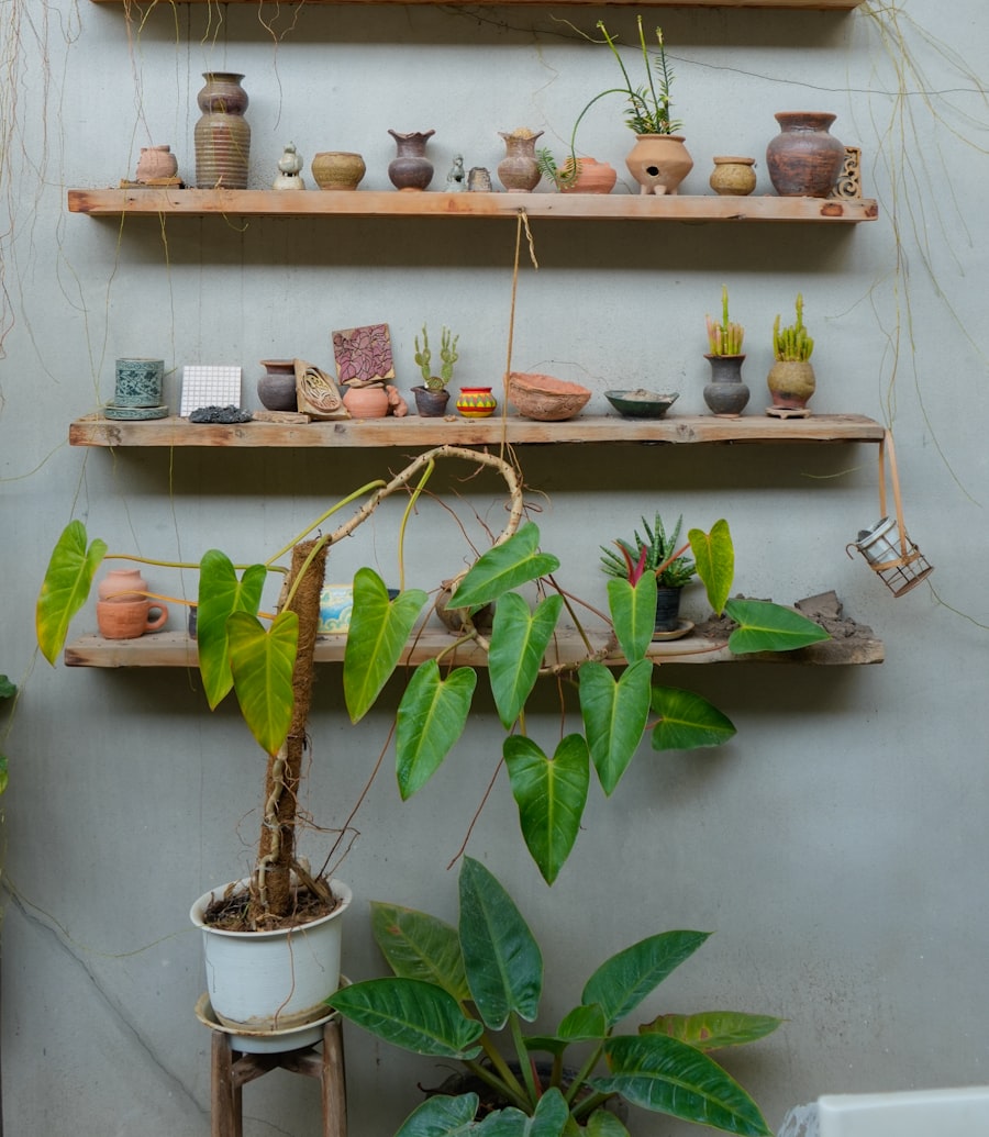 The studio shelf with pots and plants